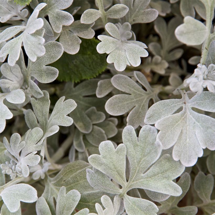 Absinthe des rivages - Artemisia stelleriana Boughton Silver (Floraison)