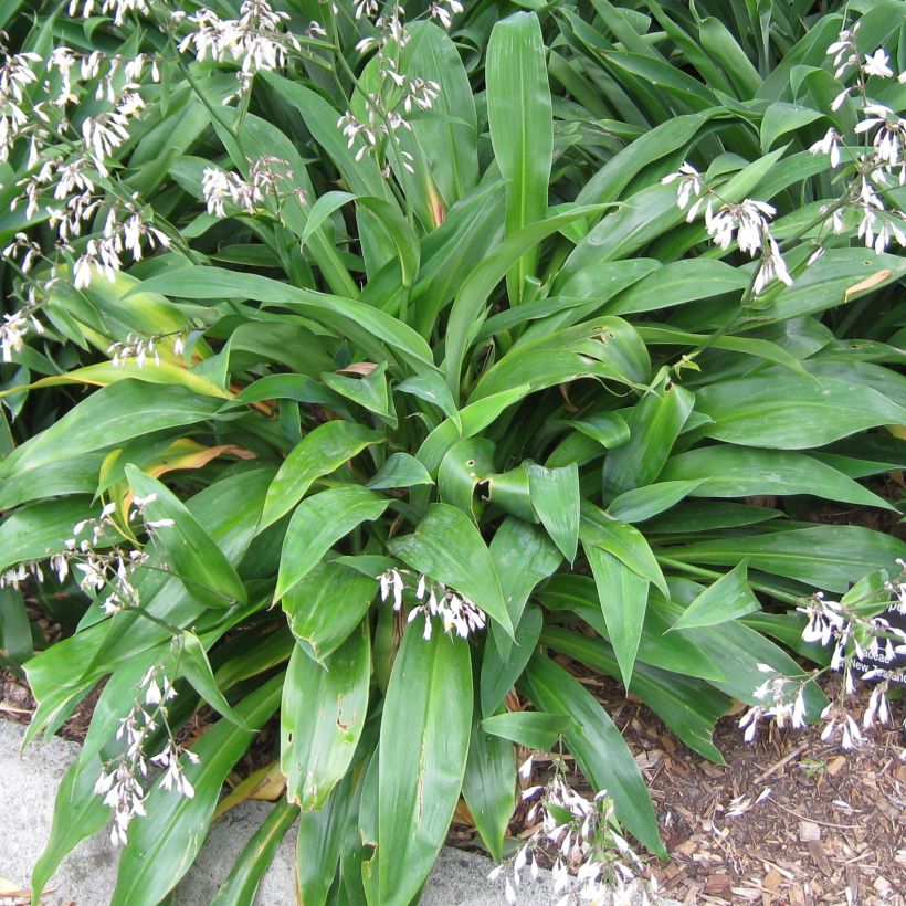 Arthropodium cirrhatum (Feuillage)