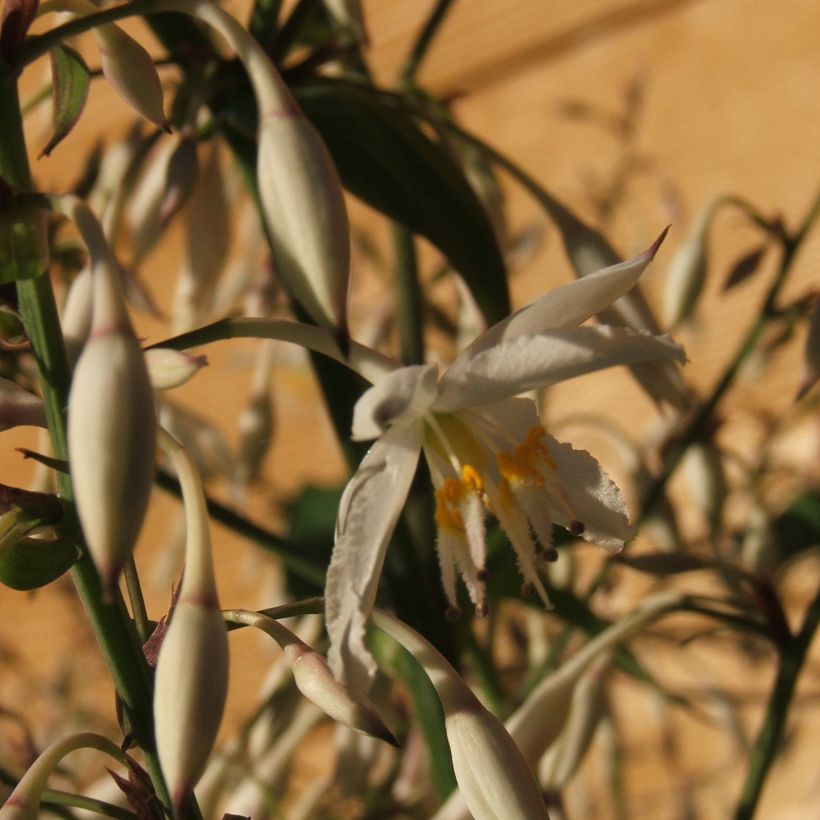 Arthropodium cirrhatum (Floraison)