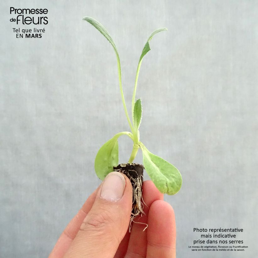 Spécimen de Artichaut Imperial Star Bio - Cynara scolymus Mini-motte 2 cm tel que livré au printemps