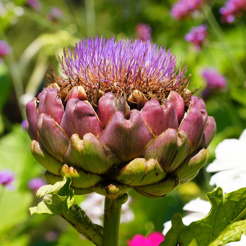 Artichaut Vert Globe (Green Globe) (Floraison)
