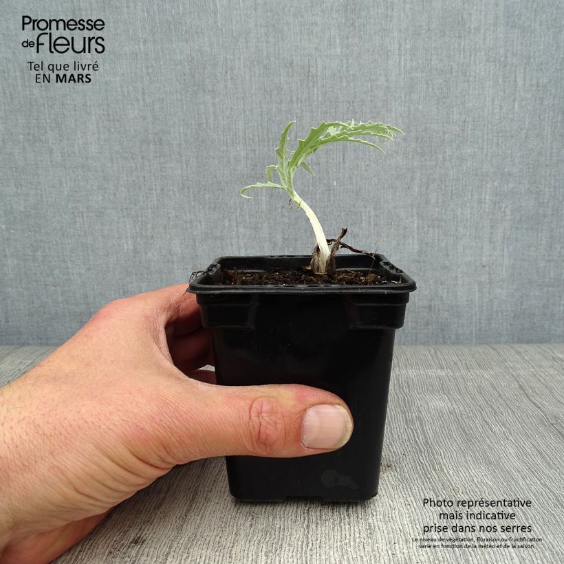 Spécimen de Artichaut Violet de Provence en godet - Cynara scolymus Godet de 7/8 cm tel que livré au printemps