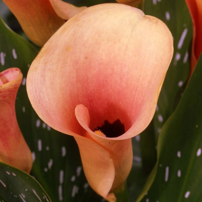 Arum ou Calla rose saumon - Zantedeschia Auckland (Floraison)