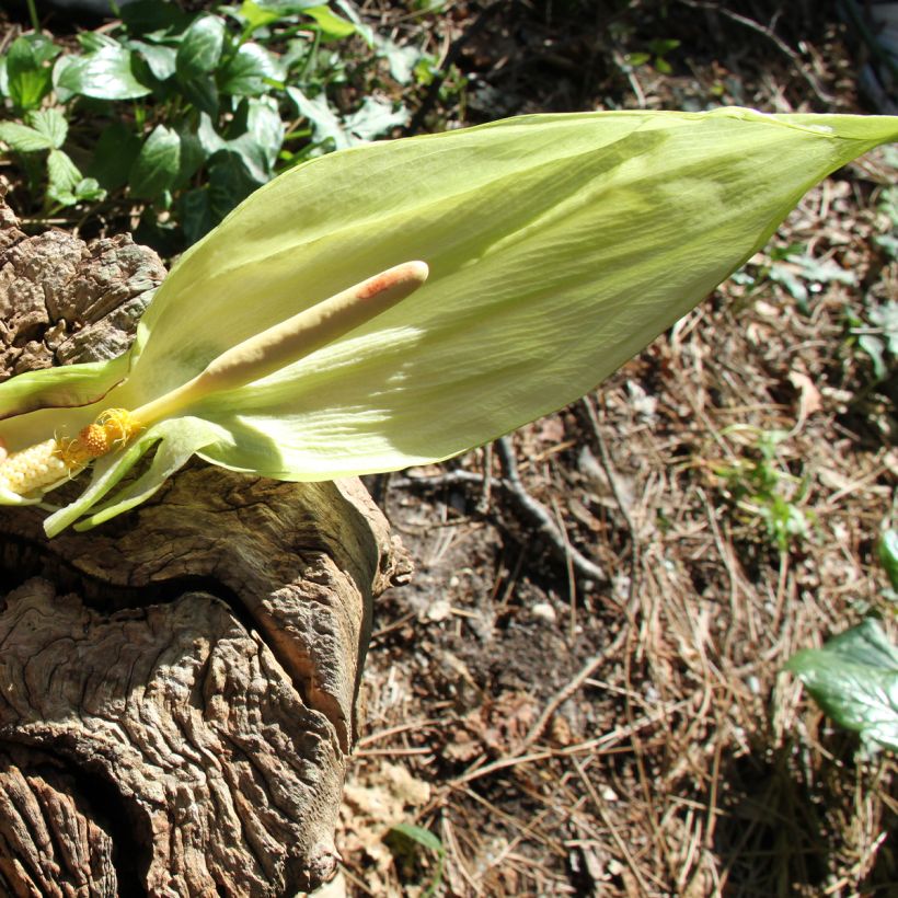 Arum italicum - Gouet d'Italie (Floraison)