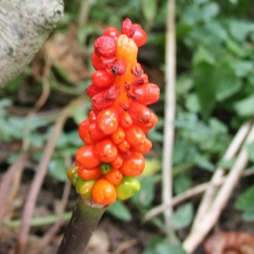 Arum italicum - Gouet d'Italie (Récolte)