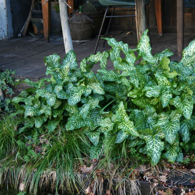 Arum italicum - Gouet d'Italie (Port)