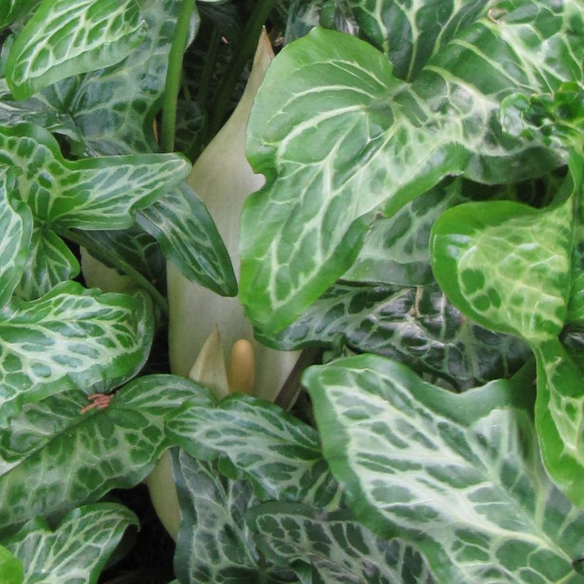 Arum italicum ssp. italicum Marmoratum - Arum d'Italie panaché. (Floraison)