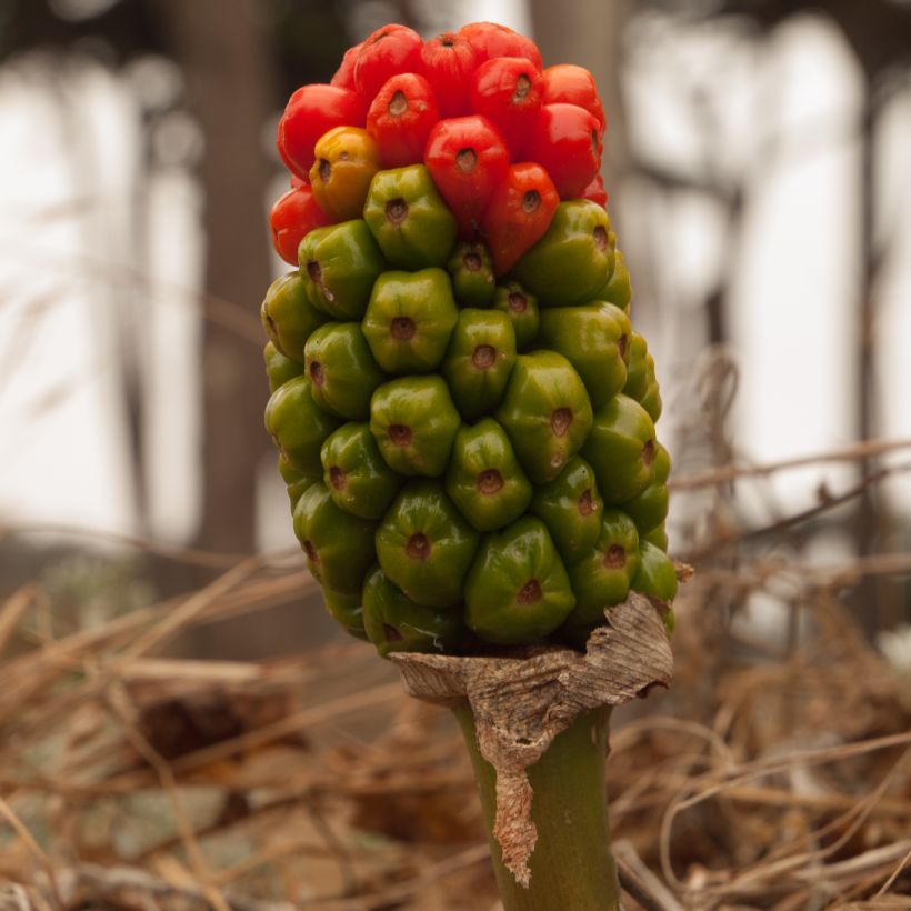 Arum italicum ssp. italicum Marmoratum - Arum d'Italie panaché. (Récolte)