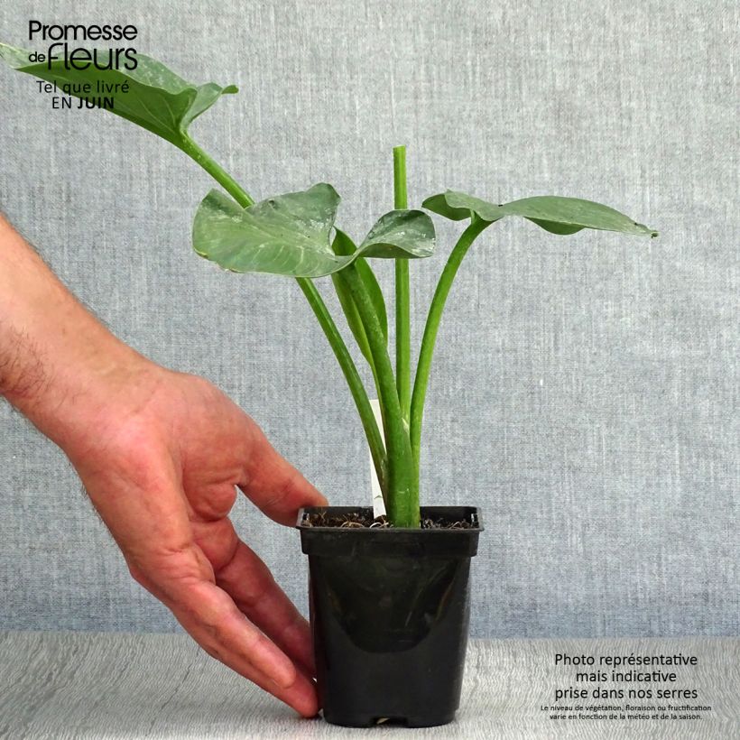 Spécimen de Arum ou Calla blanc - Zantedeschia aethiopica Godet de 8/9 cm tel que livré en été