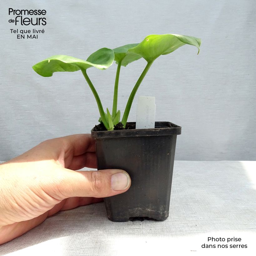 Spécimen de Arum ou Calla palustris Godet de 9cm tel que livré au printemps