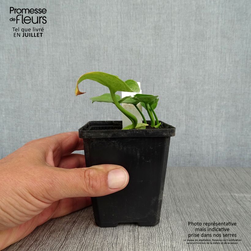 Spécimen de Arum ou Calla palustris Godet de 8/9 cm tel que livré en été