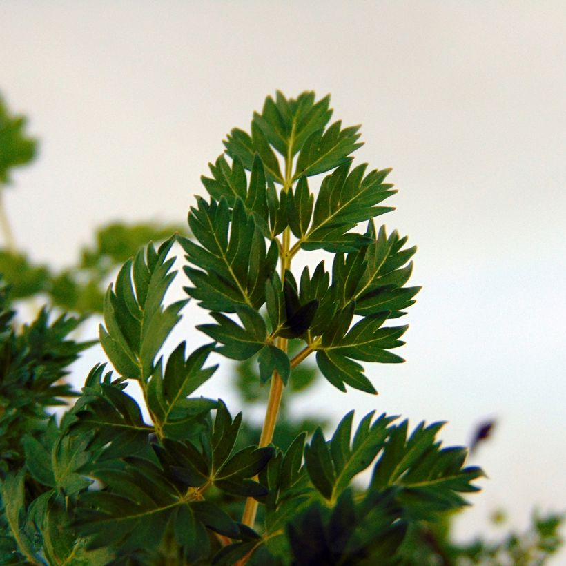 Aruncus aethusifolius - Barbe de Bouc naine (Feuillage)