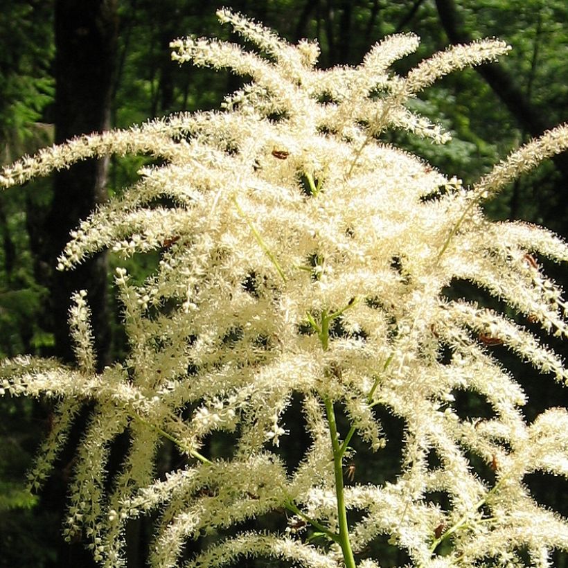 Aruncus diocus var. kamtschaticus, Barbe de Bouc (Floraison)