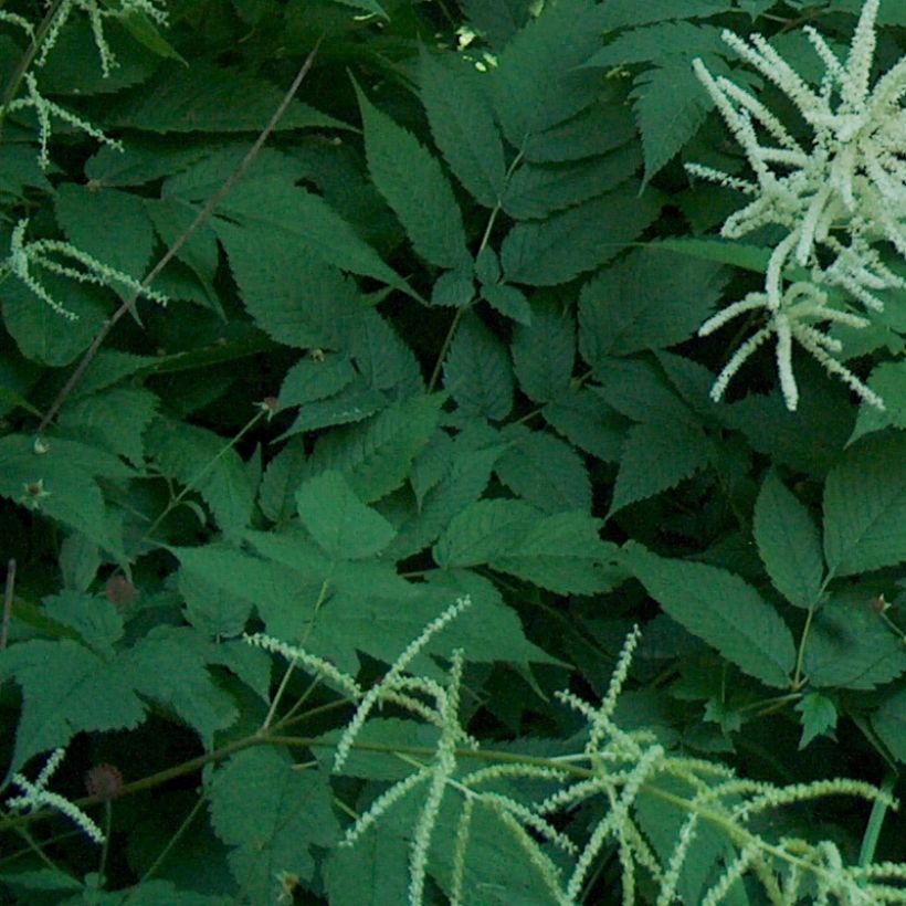 Aruncus dioïcus, Barbe de Bouc (Feuillage)