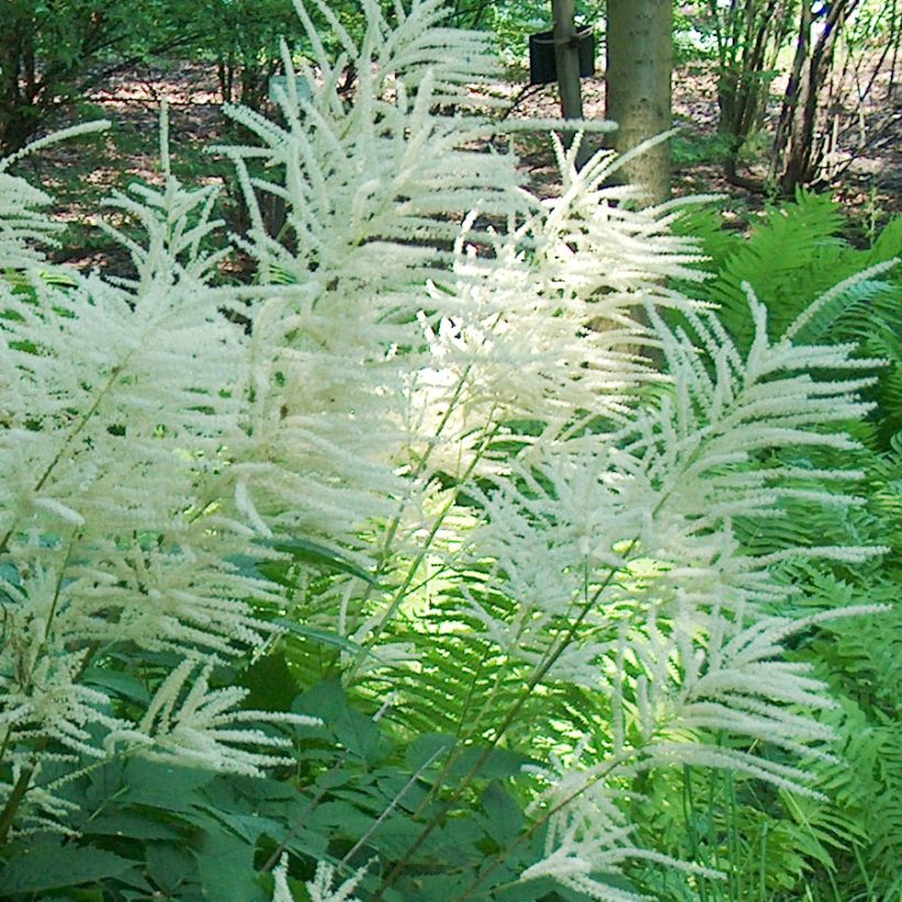 Aruncus dioïcus, Barbe de Bouc (Floraison)