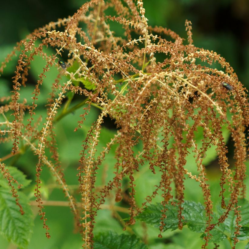 Aruncus dioïcus, Barbe de Bouc (Récolte)