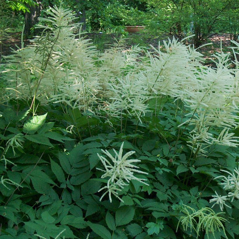 Aruncus dioïcus, Barbe de Bouc (Port)