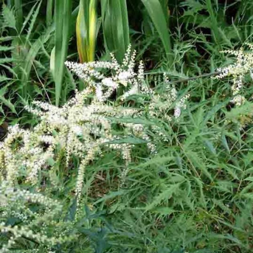 Aruncus dioïcus Kneiffii - Barbe de Bouc (Port)