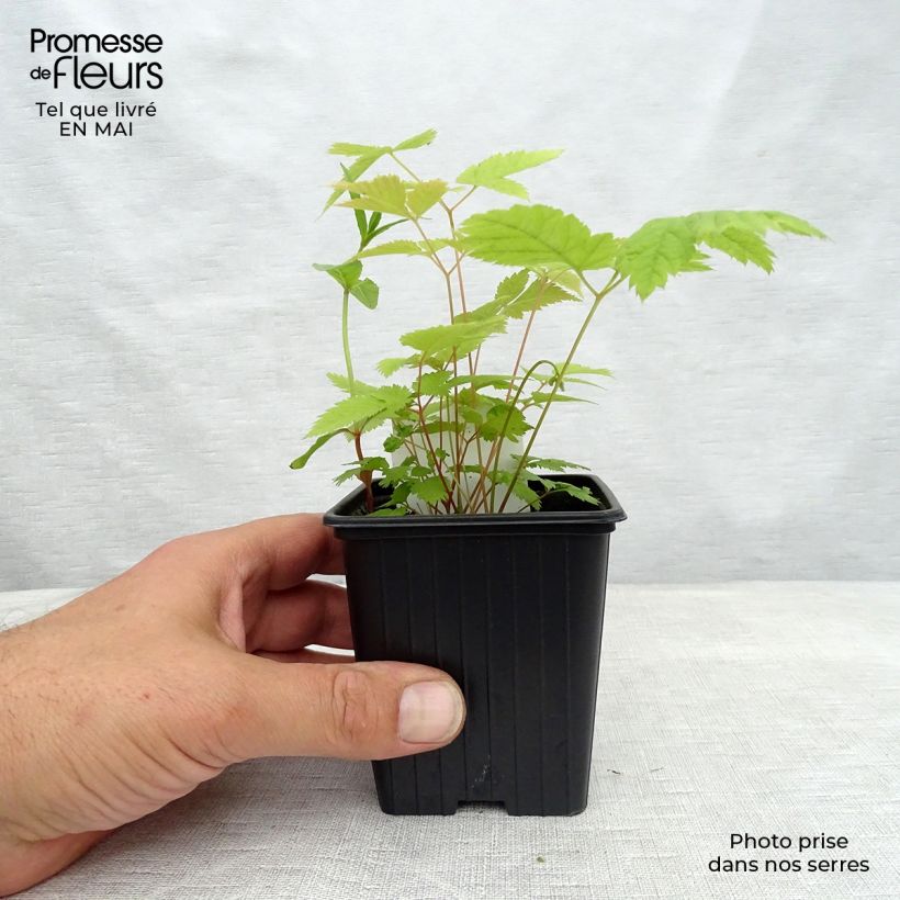 Spécimen de Aruncus dioicus sylvestris, Barbe de Bouc en godet de 8 cm tel que livré au printemps