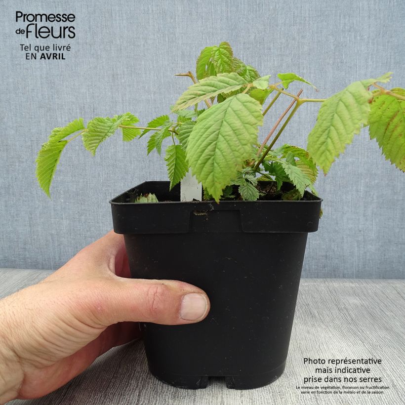 Spécimen de Aruncus dioicus sylvestris, Barbe de Bouc en pot de 2/3L tel que livré au printemps
