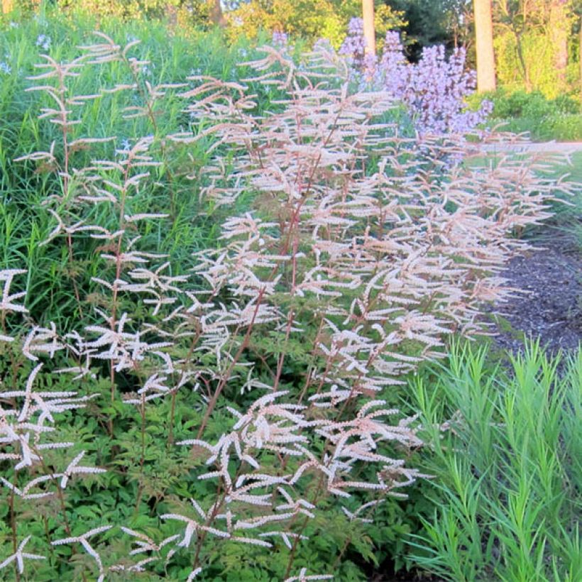 Aruncus hybride Horatio - Barbe de Bouc (Floraison)