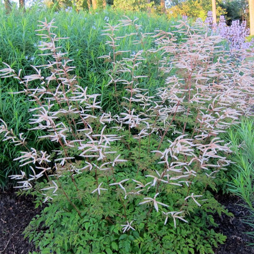 Aruncus hybride Horatio - Barbe de Bouc (Port)