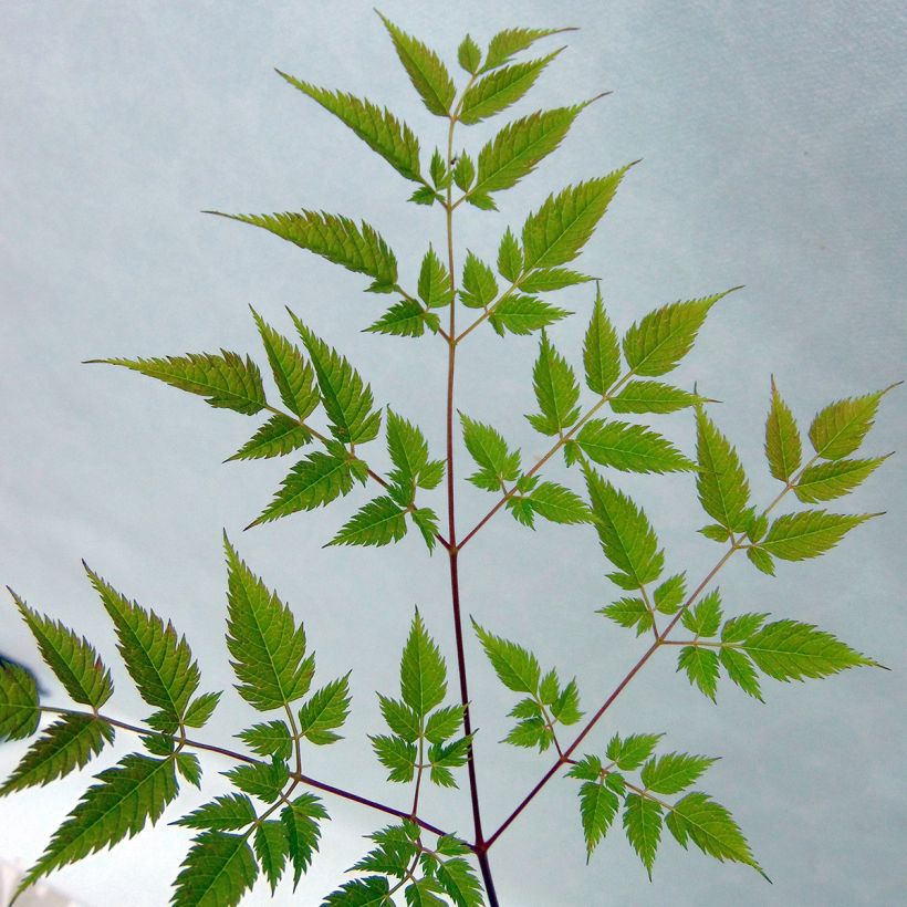 Aruncus hybride Horatio - Barbe de Bouc (Feuillage)