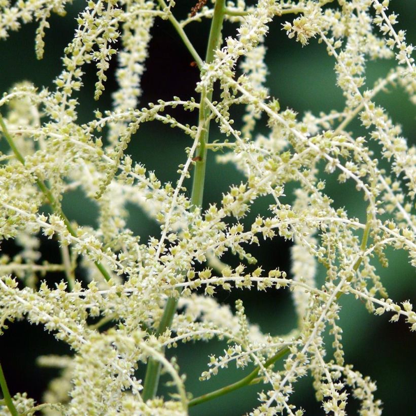 Aruncus hybride Misty Lace - Barbe de bouc (Floraison)