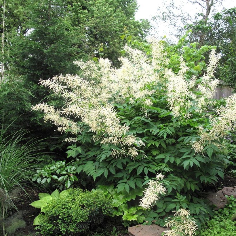 Aruncus hybride Misty Lace - Barbe de bouc (Port)