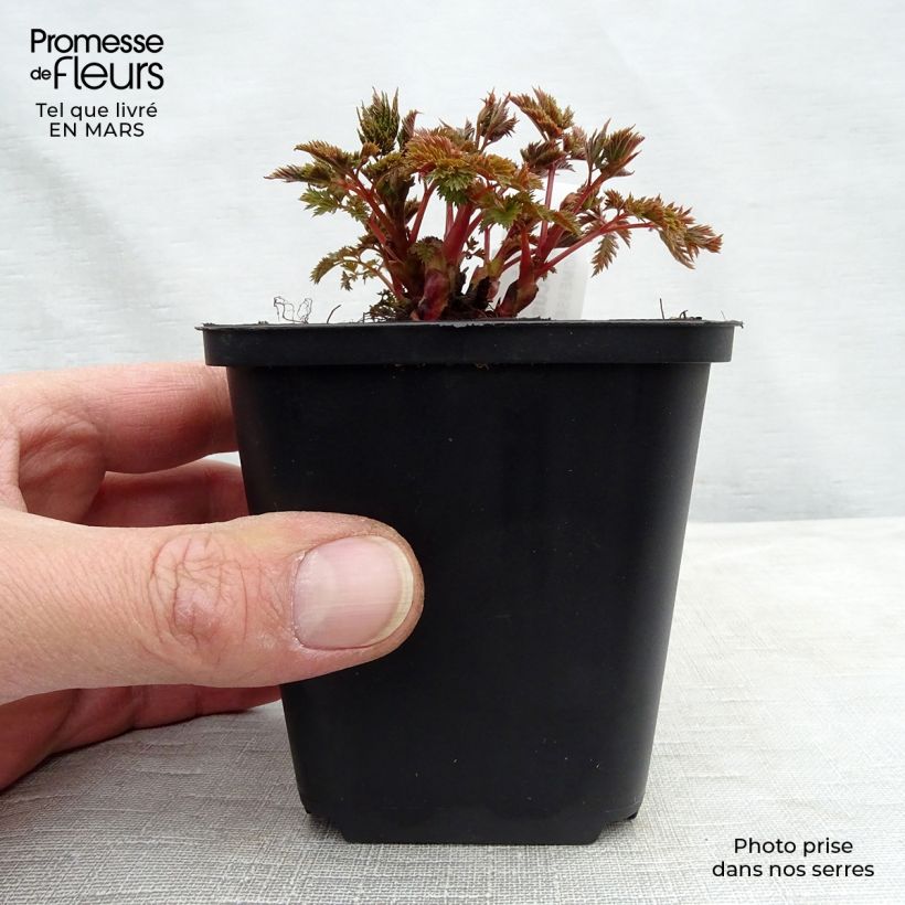Spécimen de Aruncus hybride Misty Lace - Barbe de bouc Godet de 9cm tel que livré au printemps