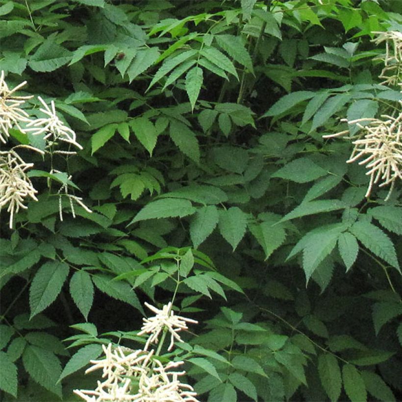 Aruncus sinensis Zweiweltenkind - Barbe de Bouc (Feuillage)