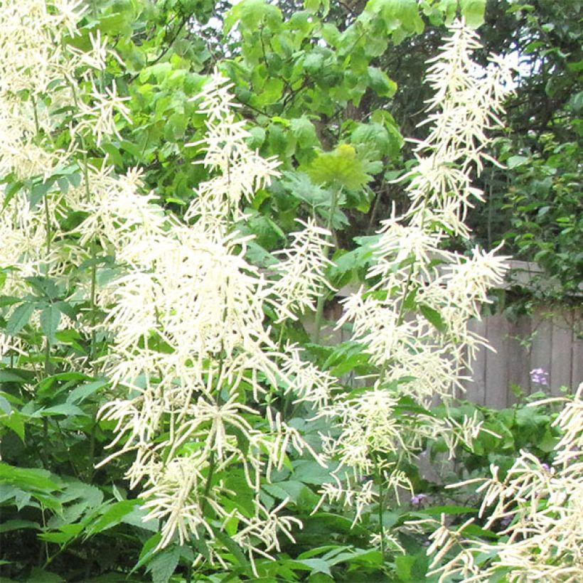 Aruncus sinensis Zweiweltenkind - Barbe de Bouc (Floraison)