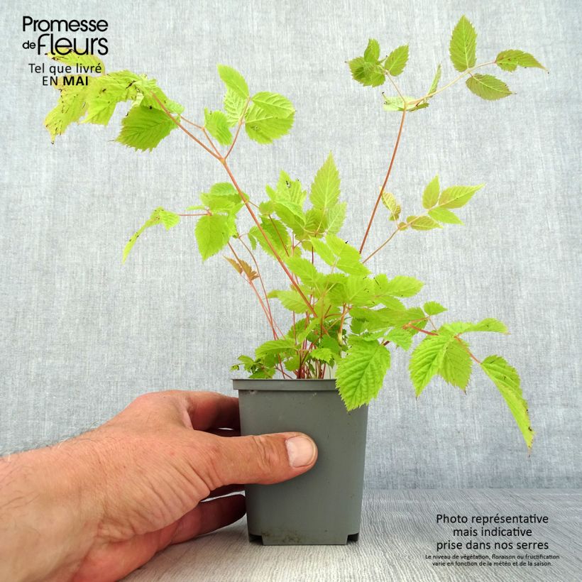 Spécimen de Aruncus sinensis Zweiweltenkind - Barbe de Bouc Godet de 9cm tel que livré au printemps