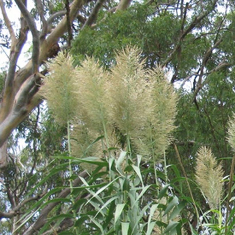 Arundo donax - Canne de Provence (Floraison)