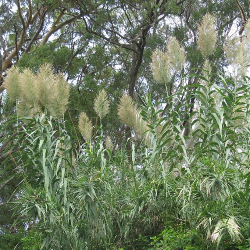 Arundo donax - Canne de Provence (Port)