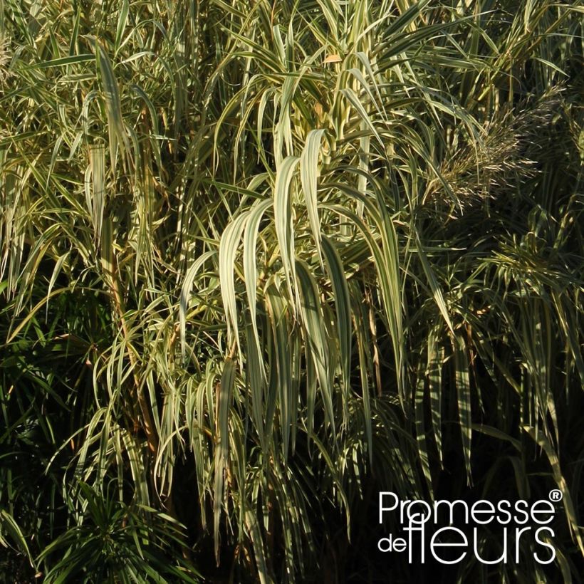 Arundo donax Aureovariegata - Canne de Provence (Feuillage)