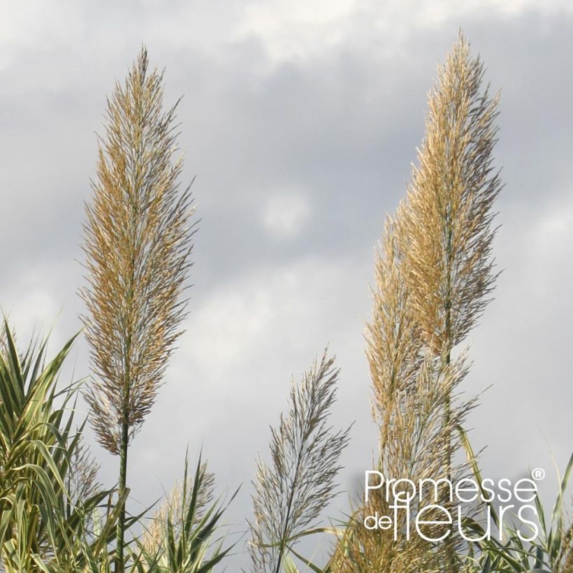 Arundo donax Aureovariegata - Canne de Provence (Floraison)