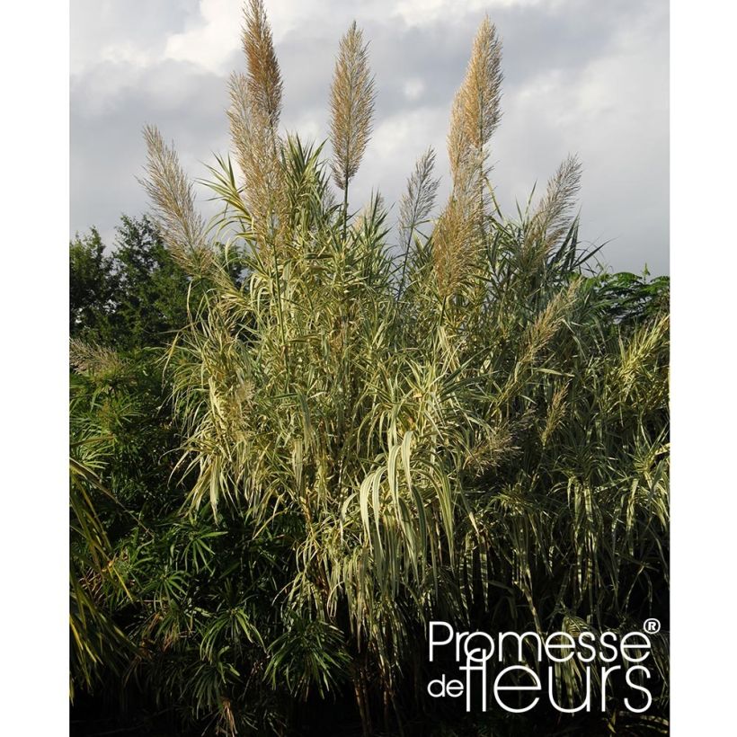 Arundo donax Aureovariegata - Canne de Provence (Port)