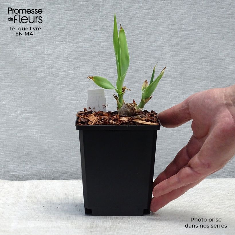 Spécimen de Arundo donax - Canne de Provence en godet de 9cm tel que livré au printemps
