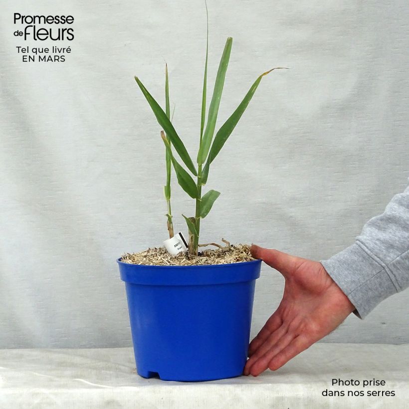 Spécimen de Arundo donax - Canne de Provence en pot de 3L/4L tel que livré au printemps