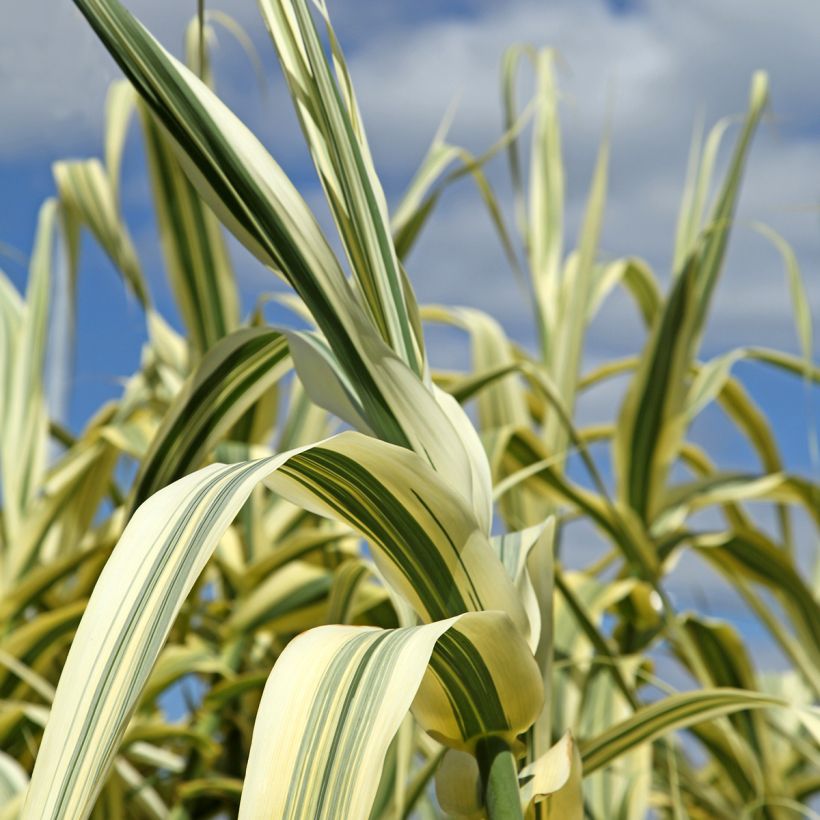 Arundo donax Ely - Canne de Provence (Feuillage)