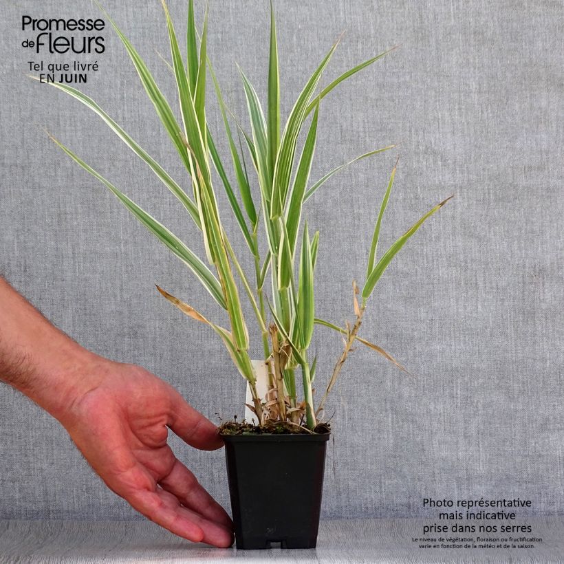 Spécimen de Arundo donax Variegata Versicolor - Canne de Provence Godet de 8/9 cm tel que livré en été