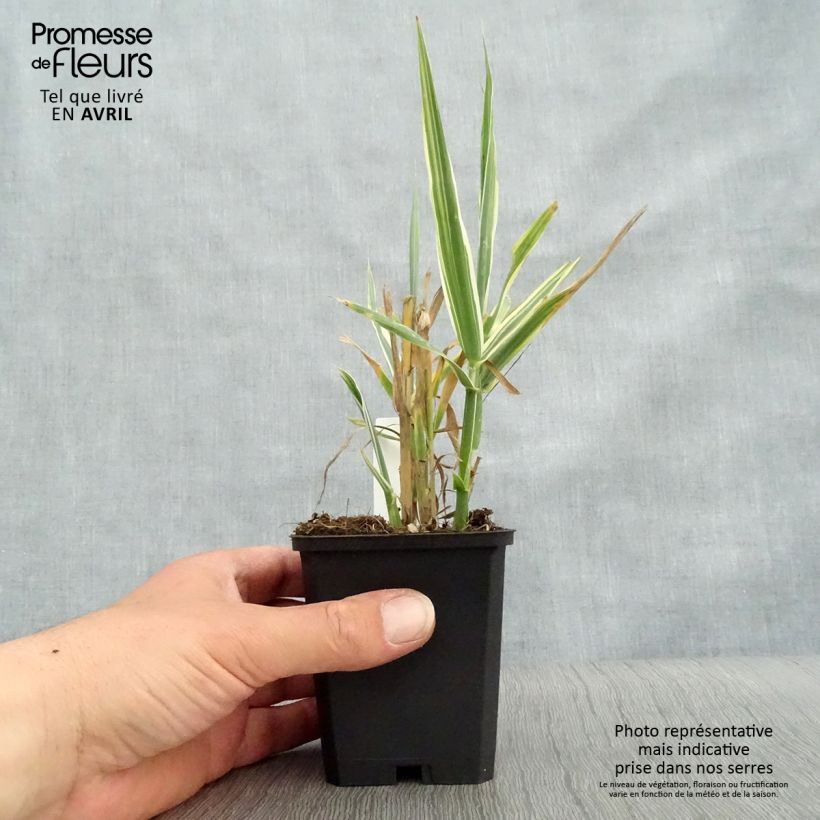 Spécimen de Arundo donax Variegata Versicolor - Canne de Provence Godet de 8/9 cm tel que livré au printemps