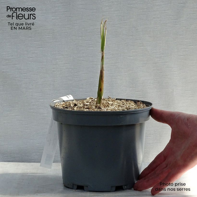Spécimen de Arundo donax Variegata Versicolor - Canne de Provence Pot de 3L/4L tel que livré au printemps