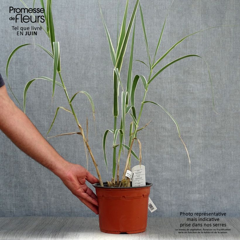 Spécimen de Arundo donax Variegata Versicolor - Canne de Provence Pot de 3L/4L tel que livré en été
