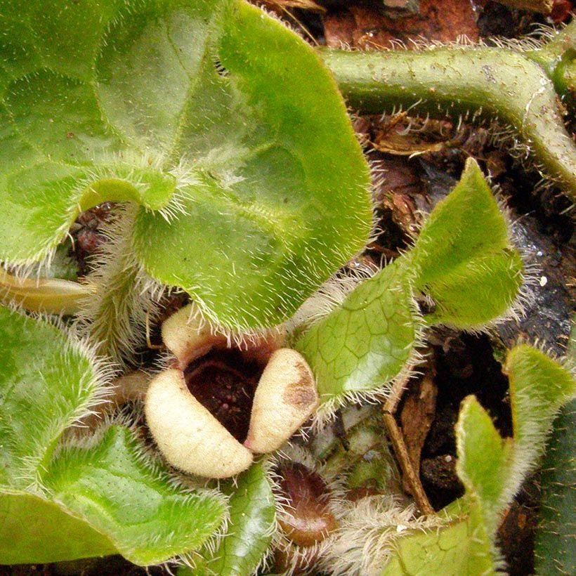 Asaret, Asarum pulchellum (Floraison)