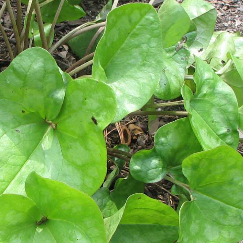 Asarum arifolium - Asaret (Feuillage)