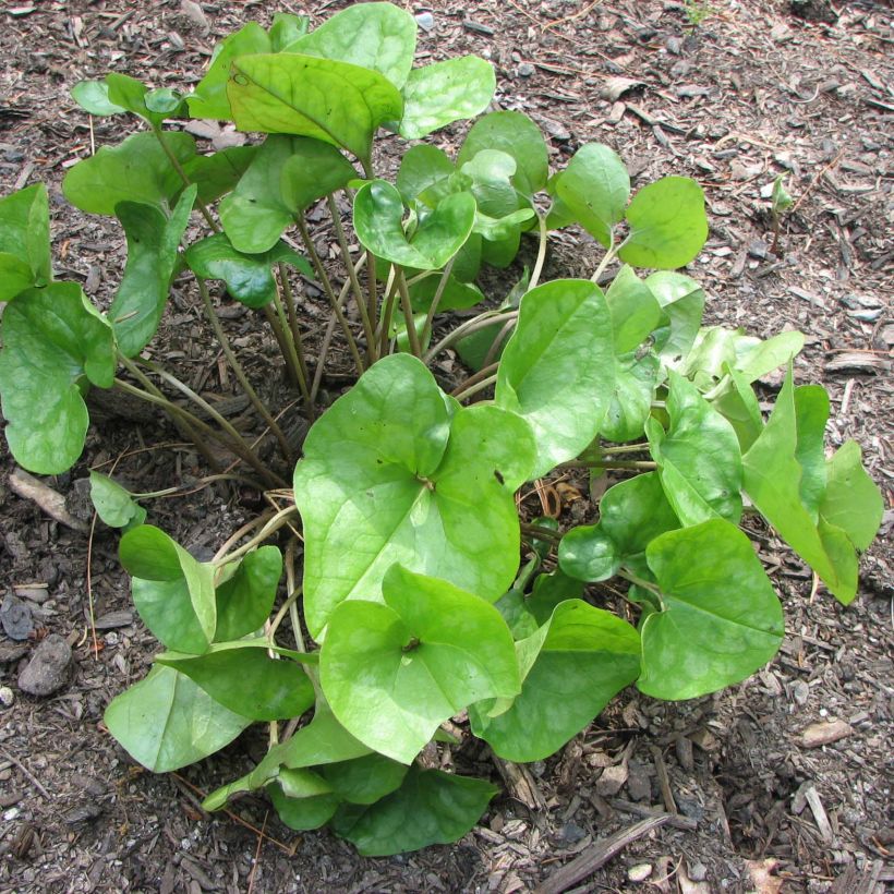 Asarum arifolium - Asaret (Port)