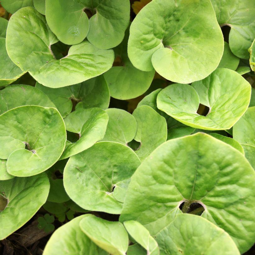 Asarum canadense - Asaret (Feuillage)