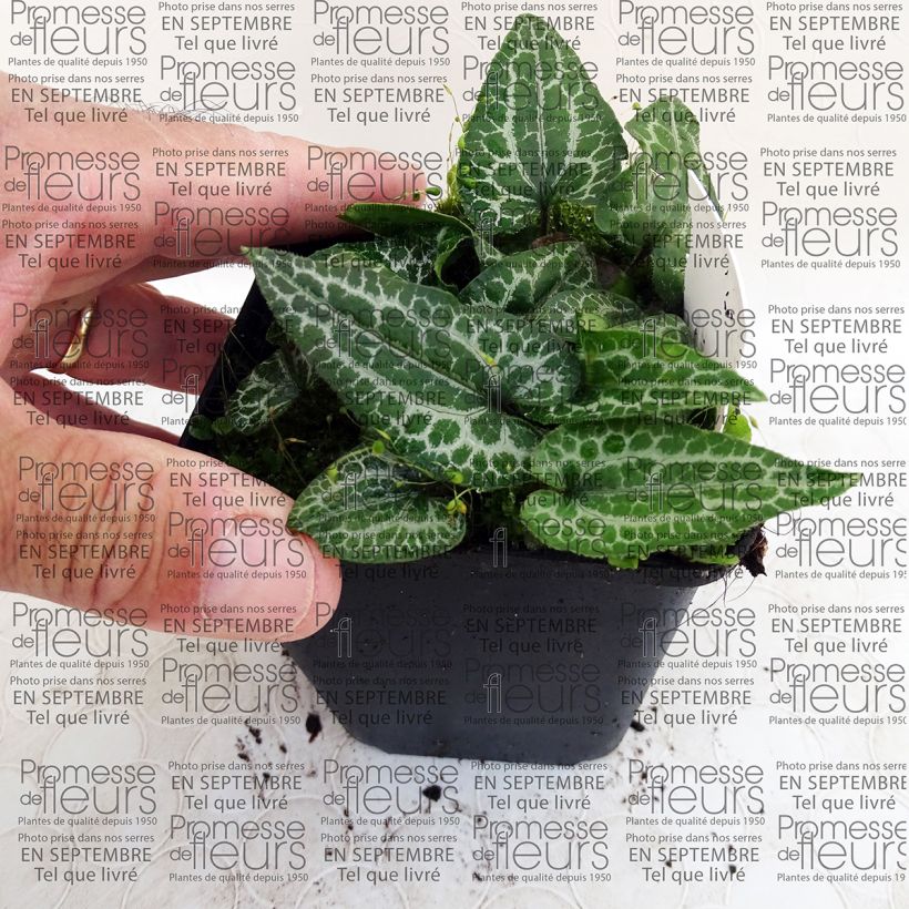 Exemple de spécimen de Asarum epigynum Takasago Saishin - Asaret Godet de 9cm tel que livré